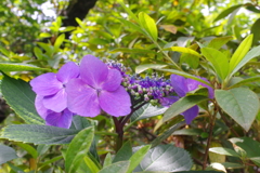 紫陽花