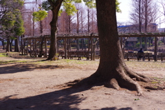 北綾瀬公園にて　２０１６，１，１８　３