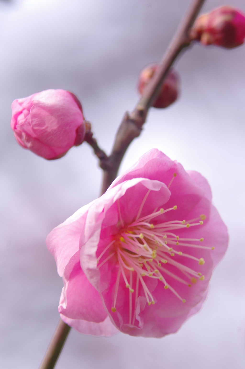 八重寒紅（梅）３