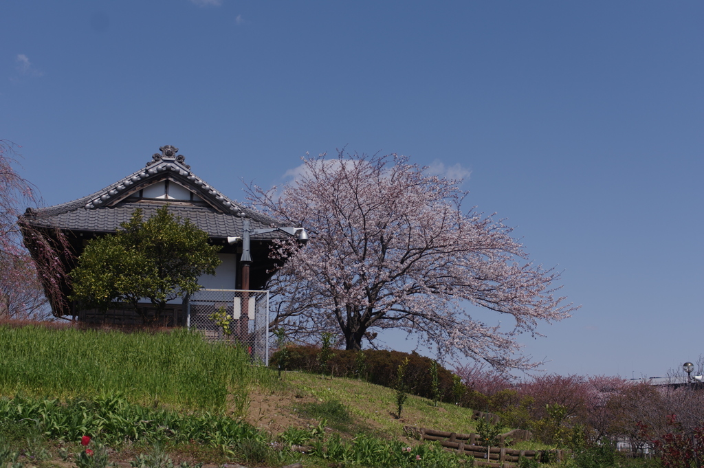 桜と長屋門