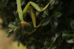 カマキリ