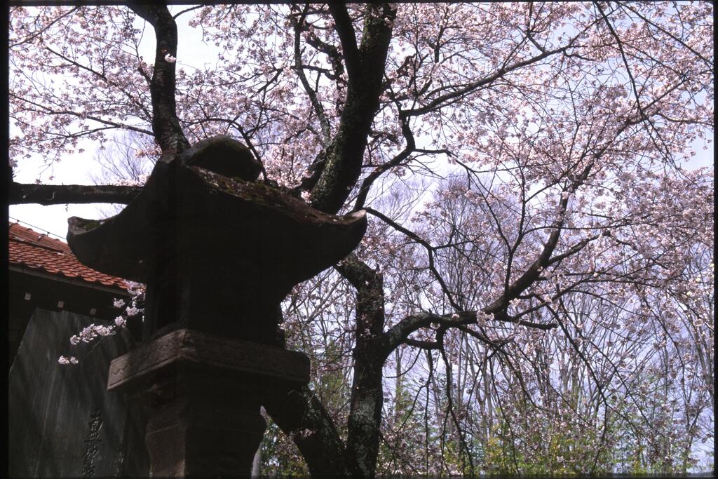 石灯籠と桜