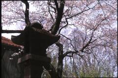 石灯籠と桜
