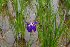 菖蒲　２２