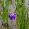 菖蒲　２２