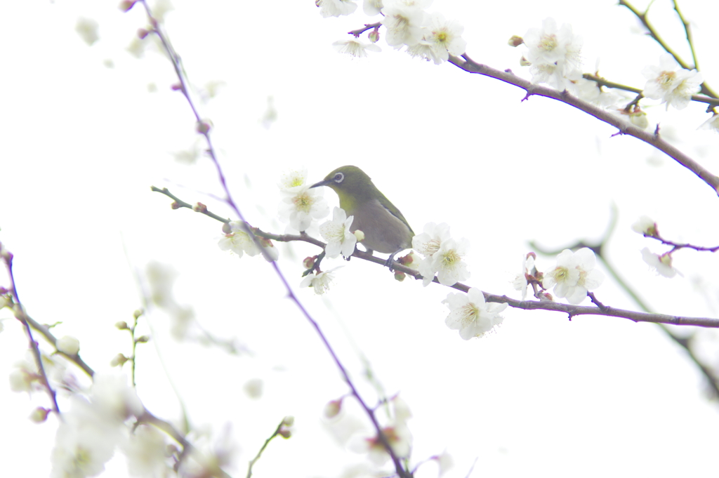 ウメジロウ