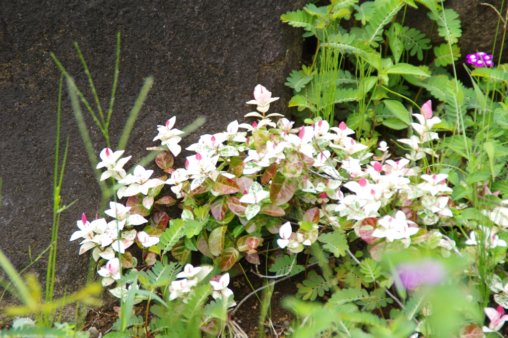 花　２