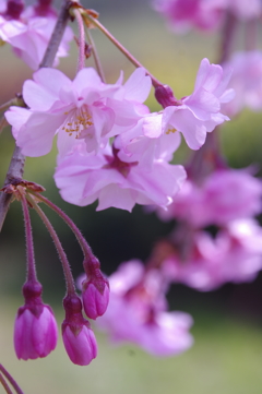 桜　２
