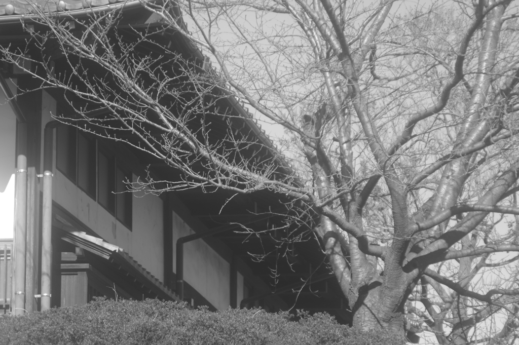 長屋門と脇にあるソメイヨシノの木