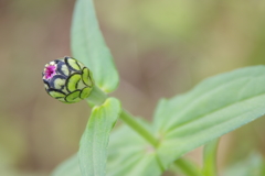 百日草（蕾）　２