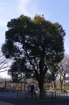 公園の風景１