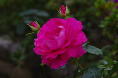 薔薇