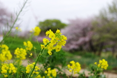 目に止まる色