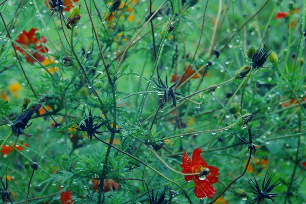 秋雨