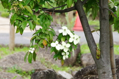 ヤマボウシ