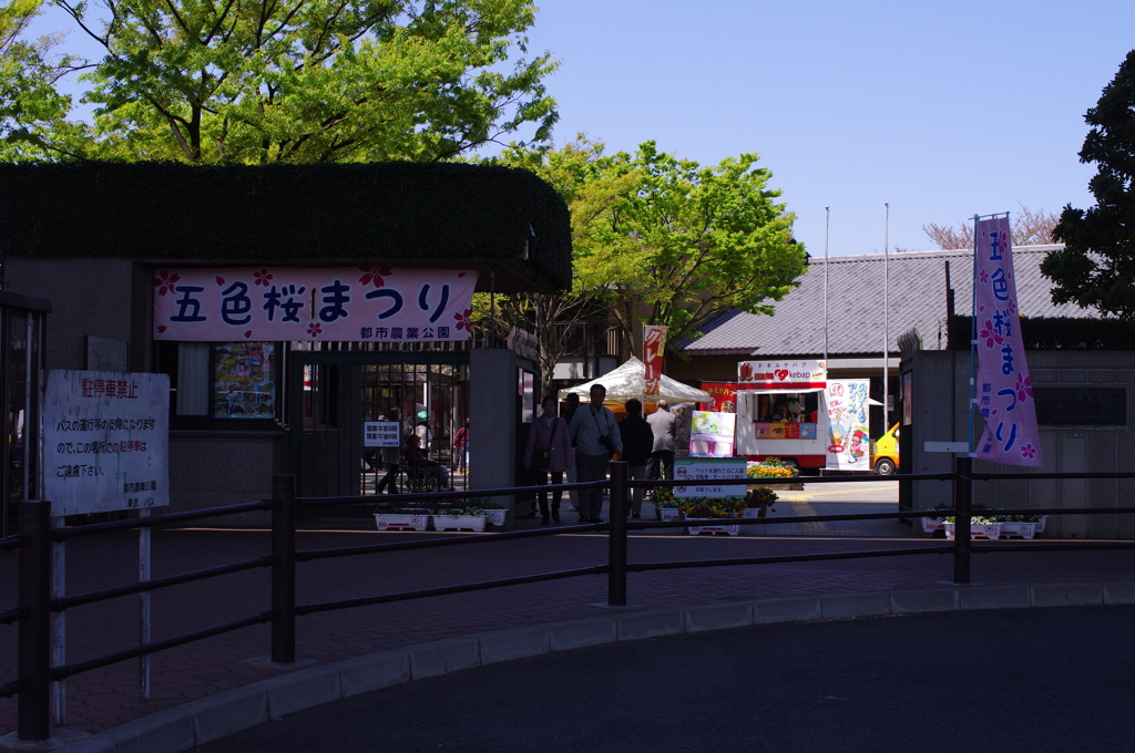 五色桜まつり（２０１４．４．１２)