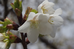 桜　４