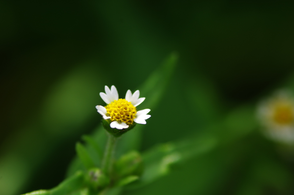 小さな菊（ハキダメギク）