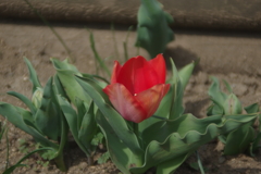 目に飛び込んでくる花