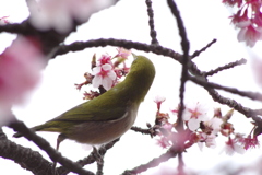 メジロと寒桜