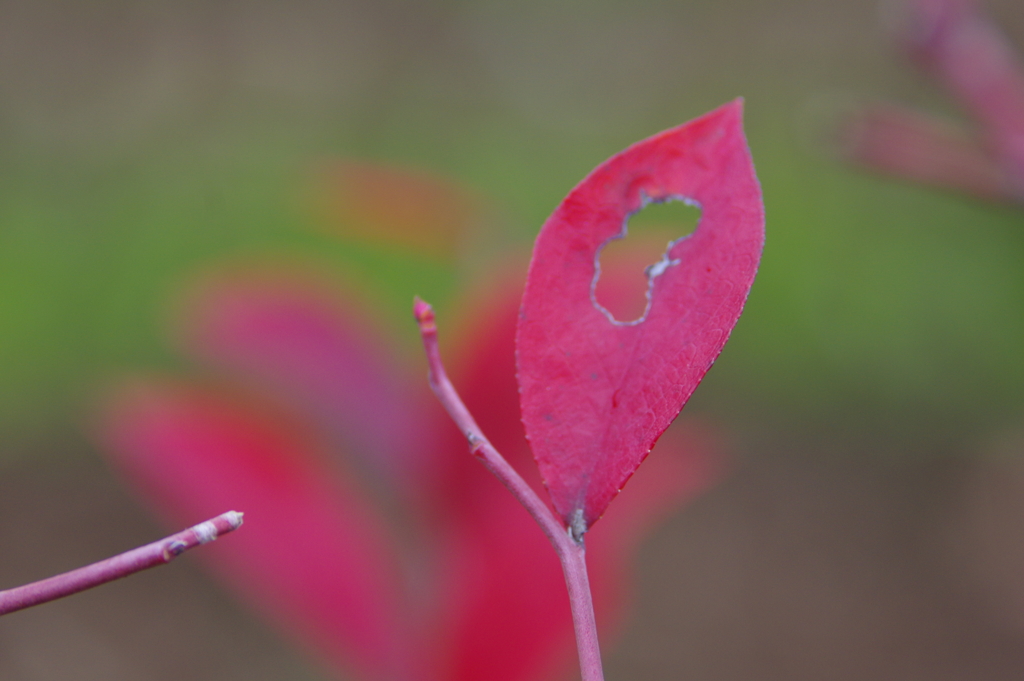 晩秋