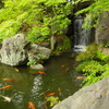 池の鯉と滝
