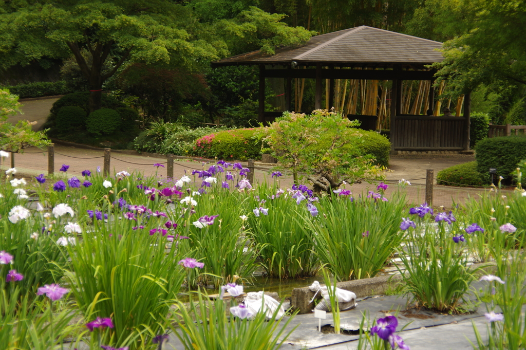 花菖蒲園からの眺め