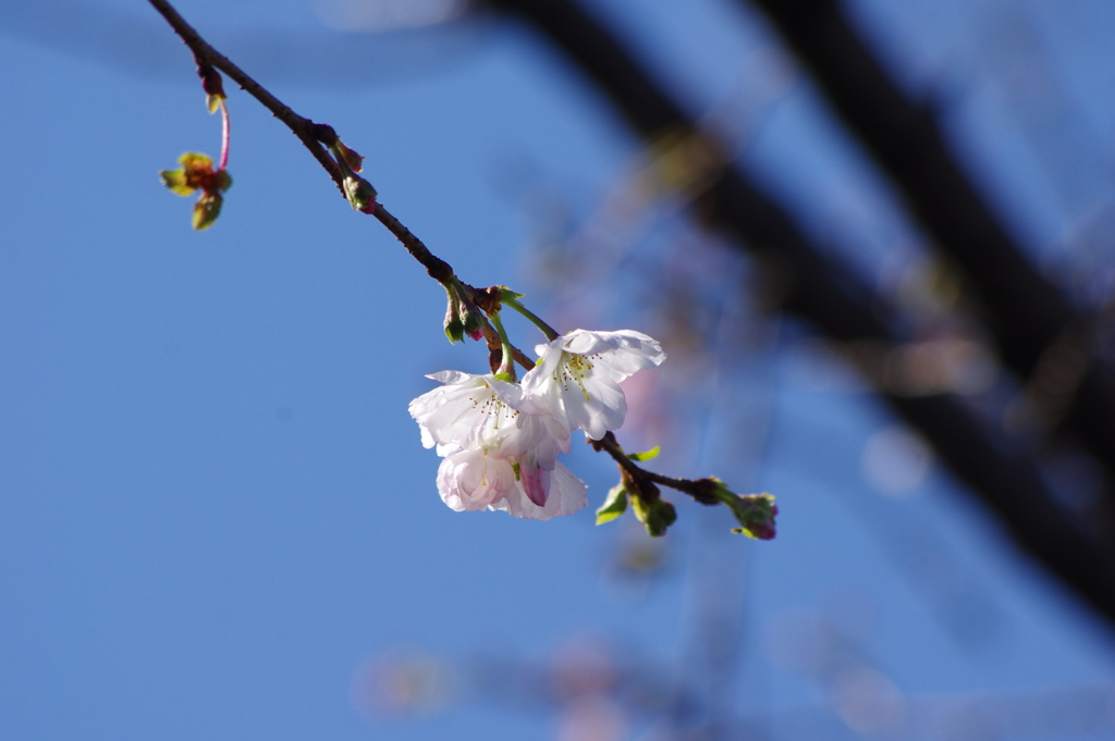 十月桜