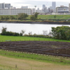 荒川土手からの風景