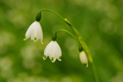 植物公園の草花　2017年4月（スノーフレーク）　２