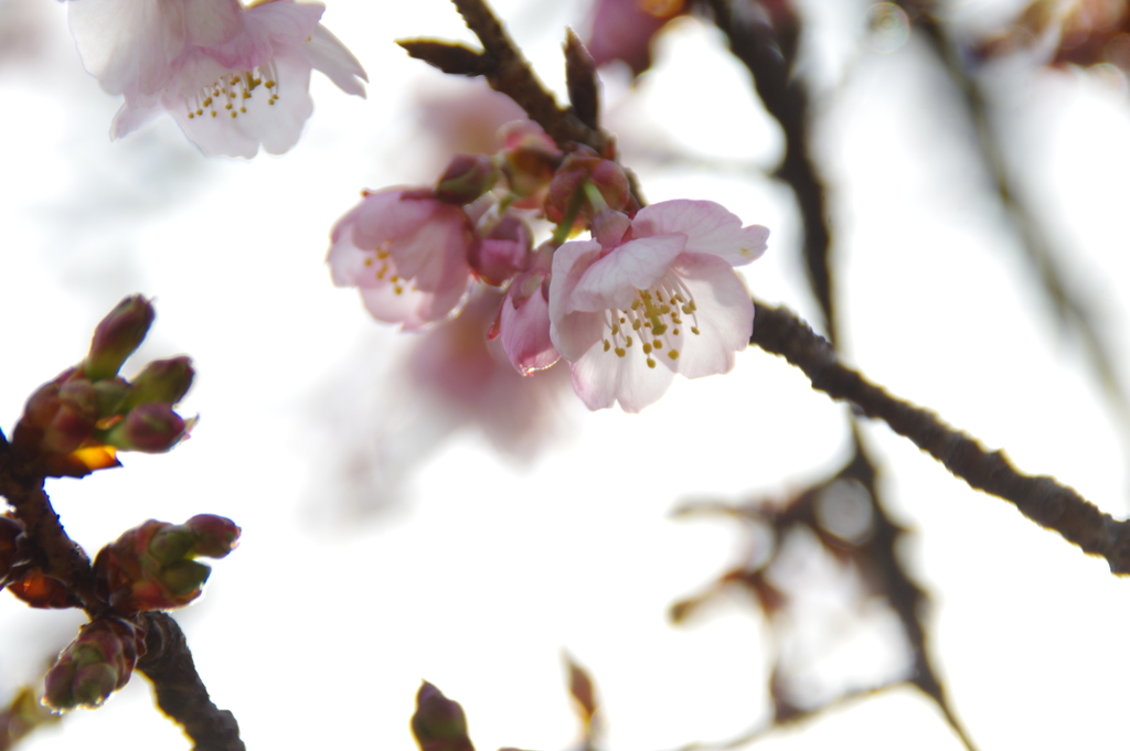 寒桜