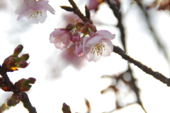寒桜