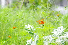 農業公園の昆虫　５