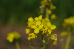 菜の花