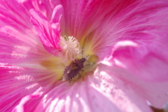 花と昆虫　２