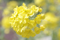 菜の花