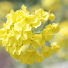 菜の花
