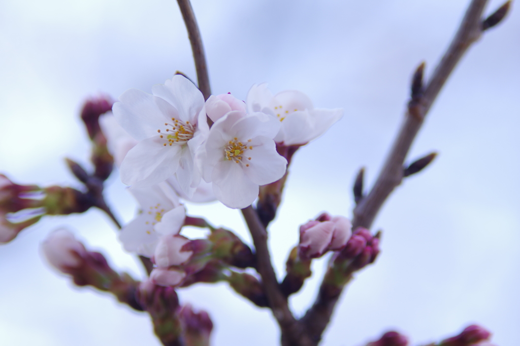 公園の花達　７（さくら）