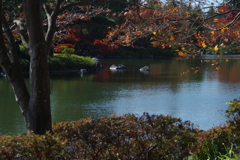 日本庭園の秋　２