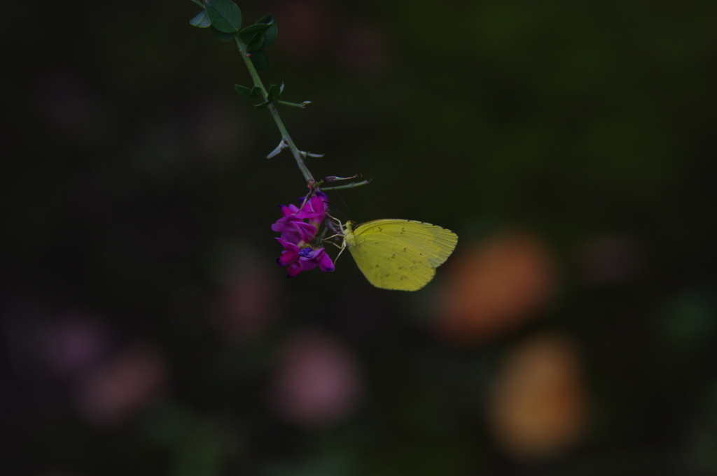 農業公園の昆虫　９