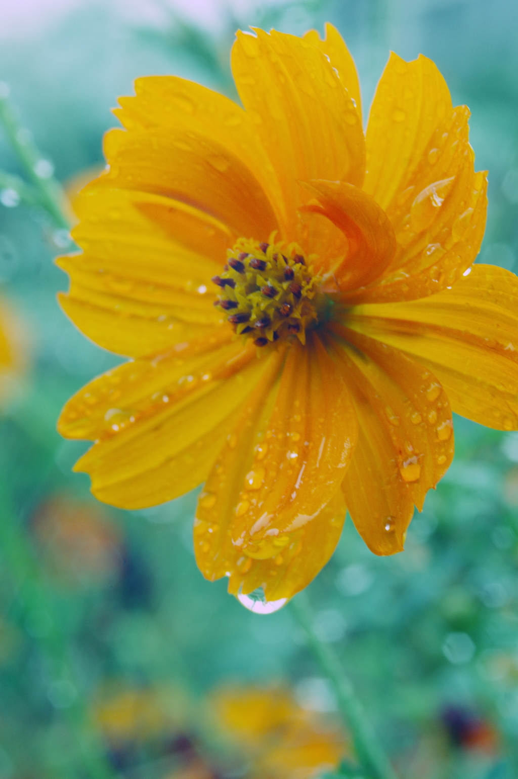 秋雨に濡れて