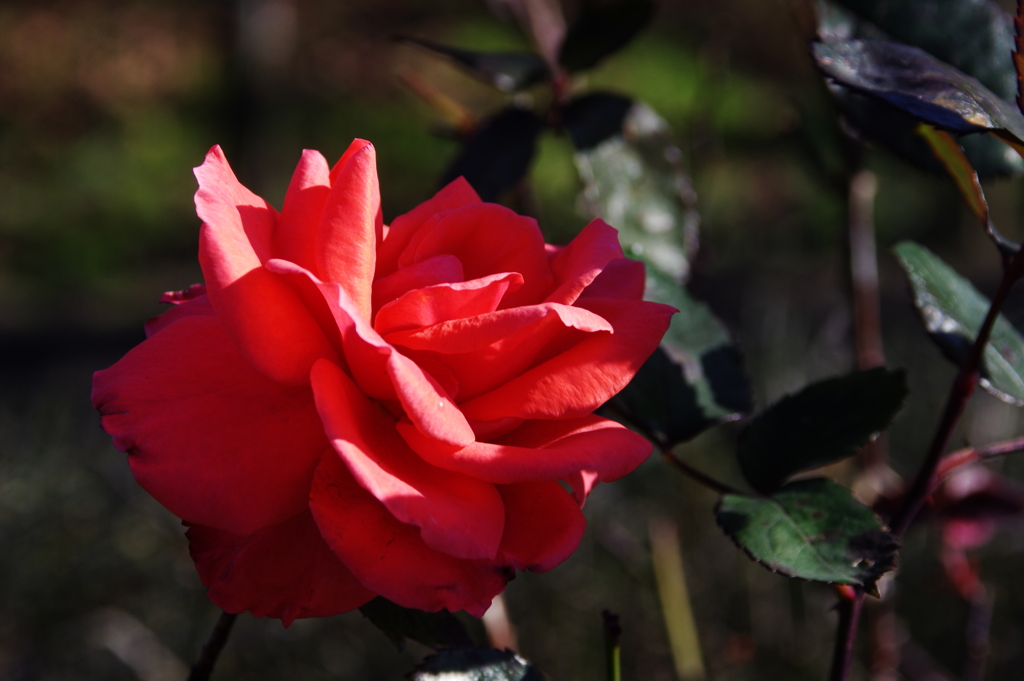 薔薇（冬を暖かく）