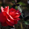 薔薇（冬を暖かく）