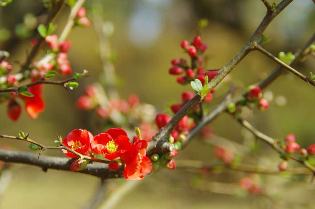 ボケの花