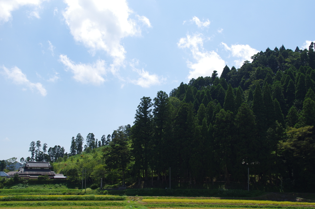 のどか