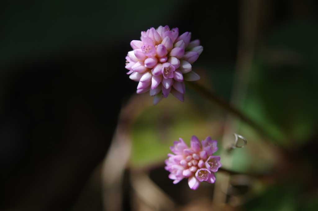 あめ玉のような花