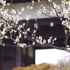 白梅と長屋門