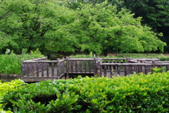 公園の風景　２