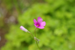 春の草花　５