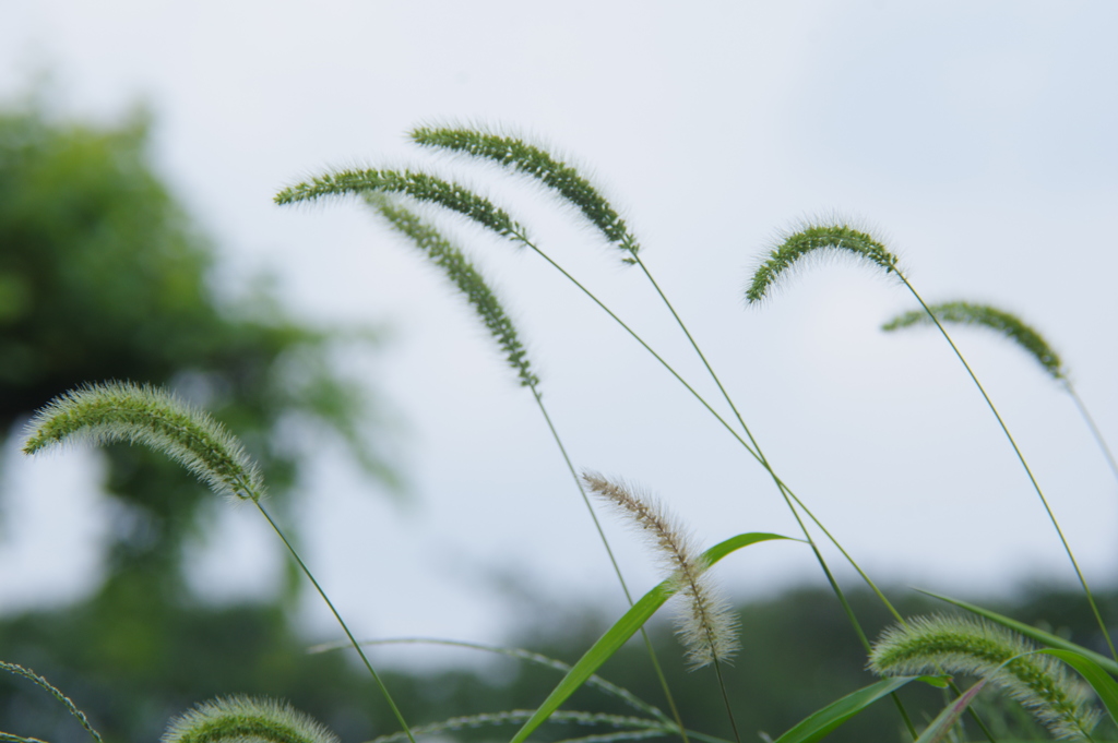 夏から秋へむかう？